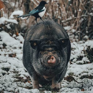 Contesa del Porco Contesa del Porco